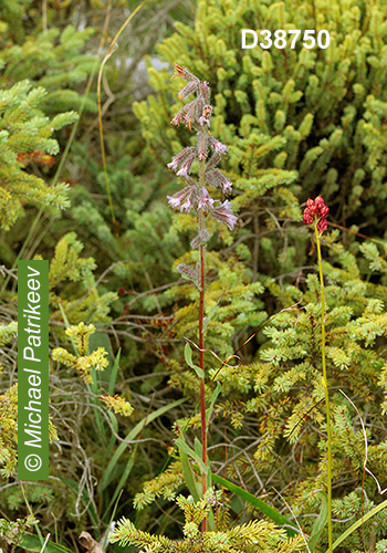 Glaucous Rattlesnakeroot (Nabalus racemosus)